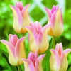 ARBORIX - 50 x tulipe elegant lady - bulbes à fleurs de printemps