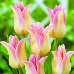 ARBORIX - 50 x tulipe elegant lady - bulbes à fleurs de printemps