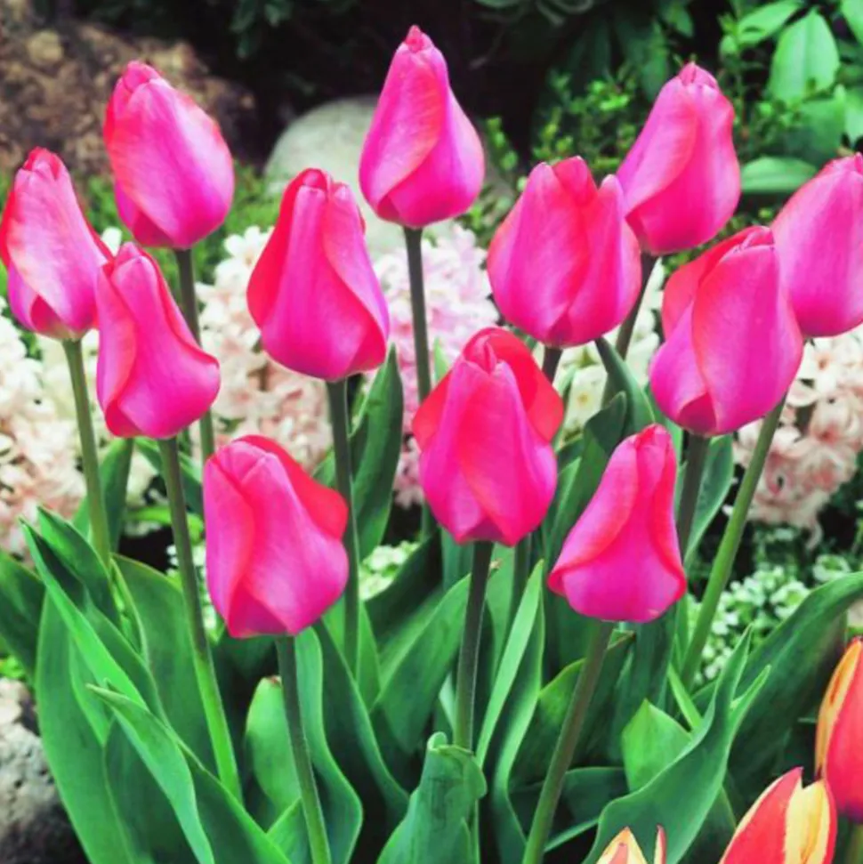 ARBORIX - 50 x tulipe elizabeth arden - bulbes à fleurs de printemps