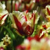 ARBORIX - 50 x tulipe flamming parrot - bulbes à fleurs de printemps