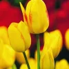ARBORIX - 50 x tulipe georgette - bulbes à fleurs de printemps