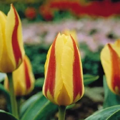 ARBORIX - 50 x tulipe gluck - bulbes à fleurs de printemps