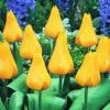 ARBORIX - 50 x tulipe gold west - bulbes à fleurs de printemps