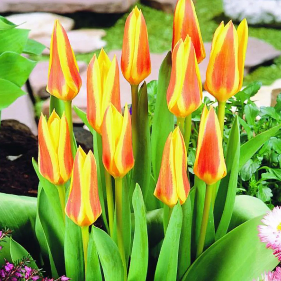 ARBORIX - 50 x tulipe guiseppe verdi - bulbes à fleurs de printemps
