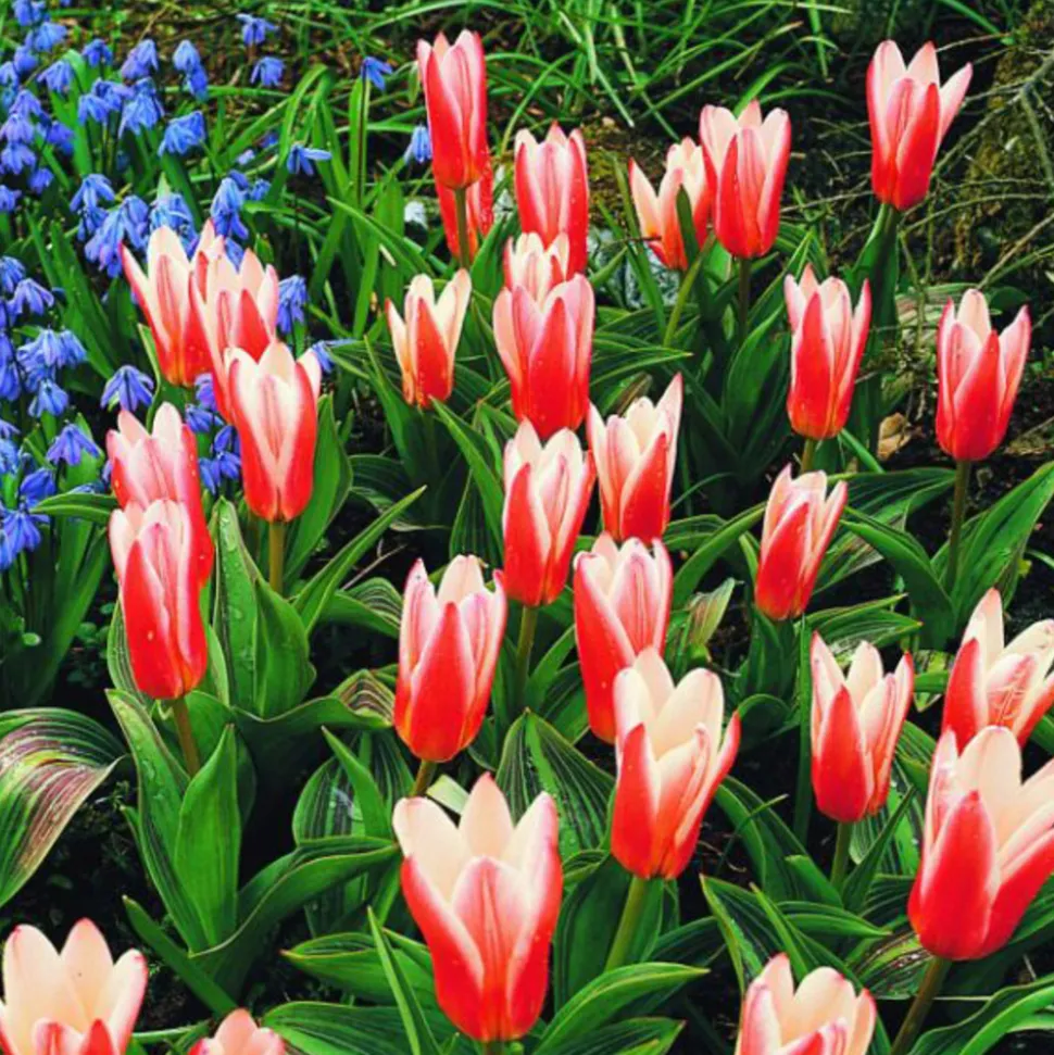 ARBORIX - 50 x tulipe heart delight - bulbes à fleurs de printemps