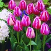 ARBORIX - 50 x tulipe ibis - bulbes à fleurs de printemps