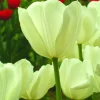 ARBORIX - 50 x tulipe inzell - bulbes à fleurs de printemps