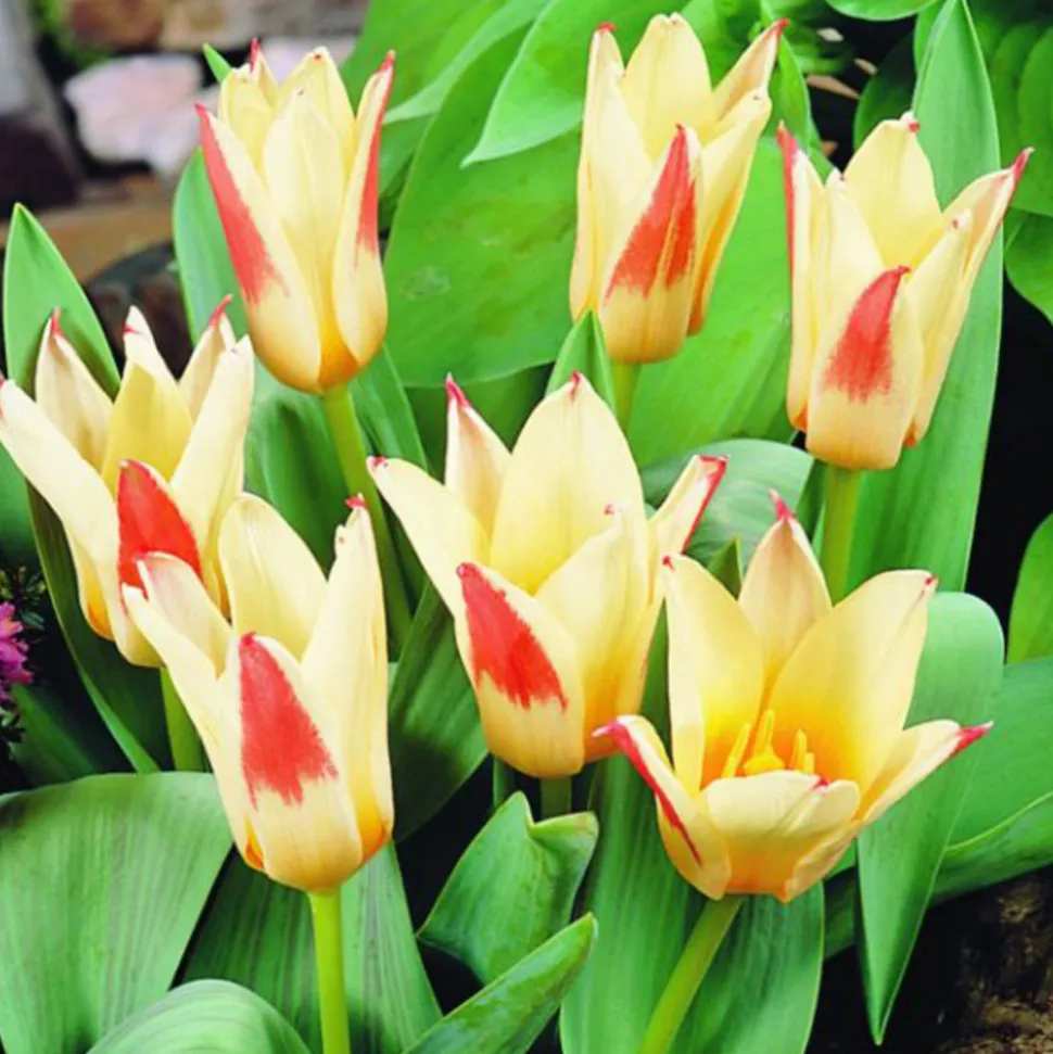 ARBORIX - 50 x tulipe johann strauss - bulbes à fleurs de printemps
