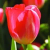 ARBORIX - 50 x tulipe judith leyster - bulbes à fleurs de printemps