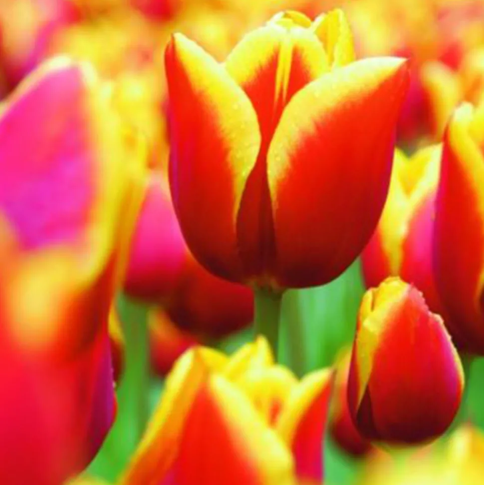 ARBORIX - 50 x tulipe kees nelis - bulbes à fleurs de printemps
