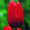ARBORIX - 50 x tulipe kingsblood - bulbes à fleurs de printemps