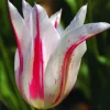 ARBORIX - 50 x tulipe marilyn - bulbes à fleurs de printemps
