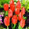 ARBORIX - 50 x tulipe oriental beauty - bulbes à fleurs de printemps
