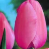 ARBORIX - 50 x tulipe pink supreme - bulbes à fleurs de printemps