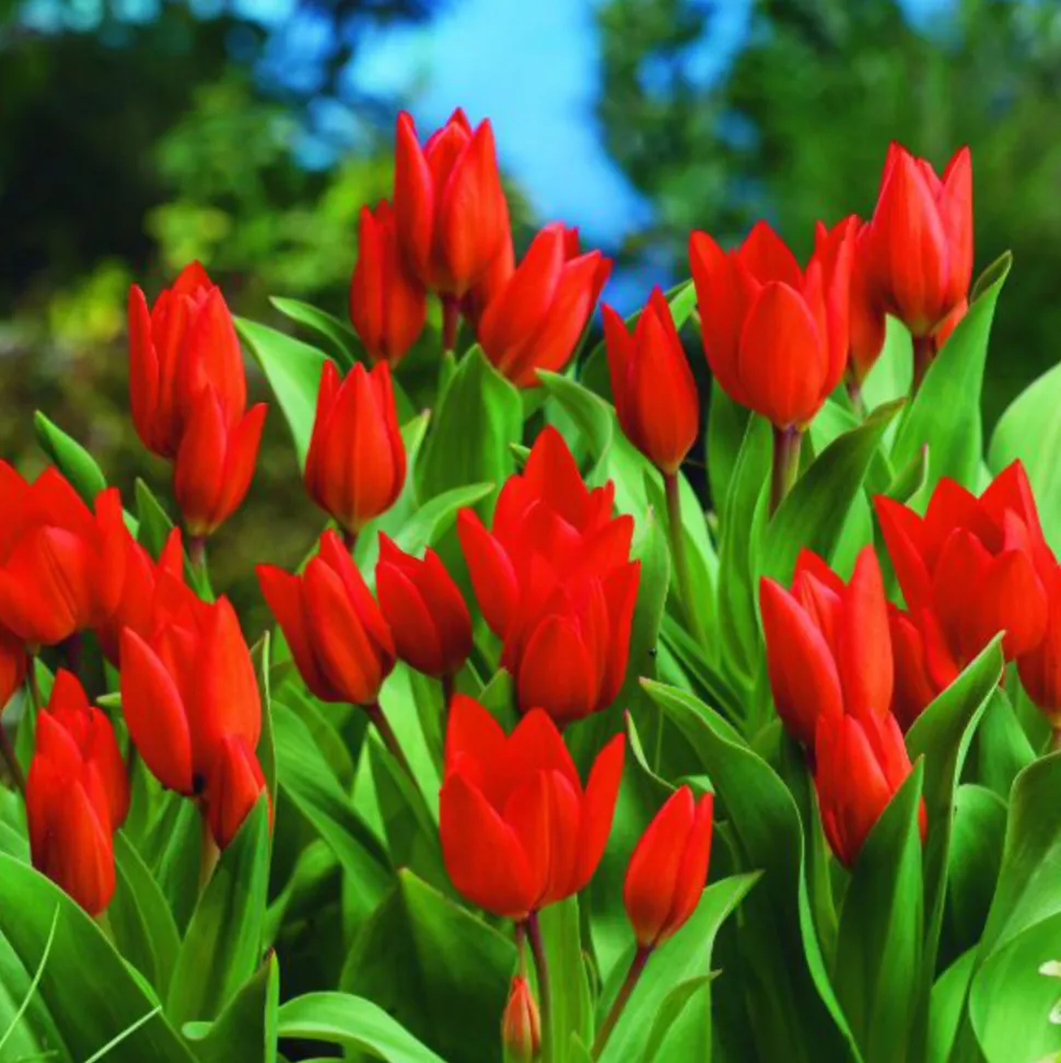 ARBORIX - 50 x tulipe praestans fusilier - bulbes à fleurs de printemps