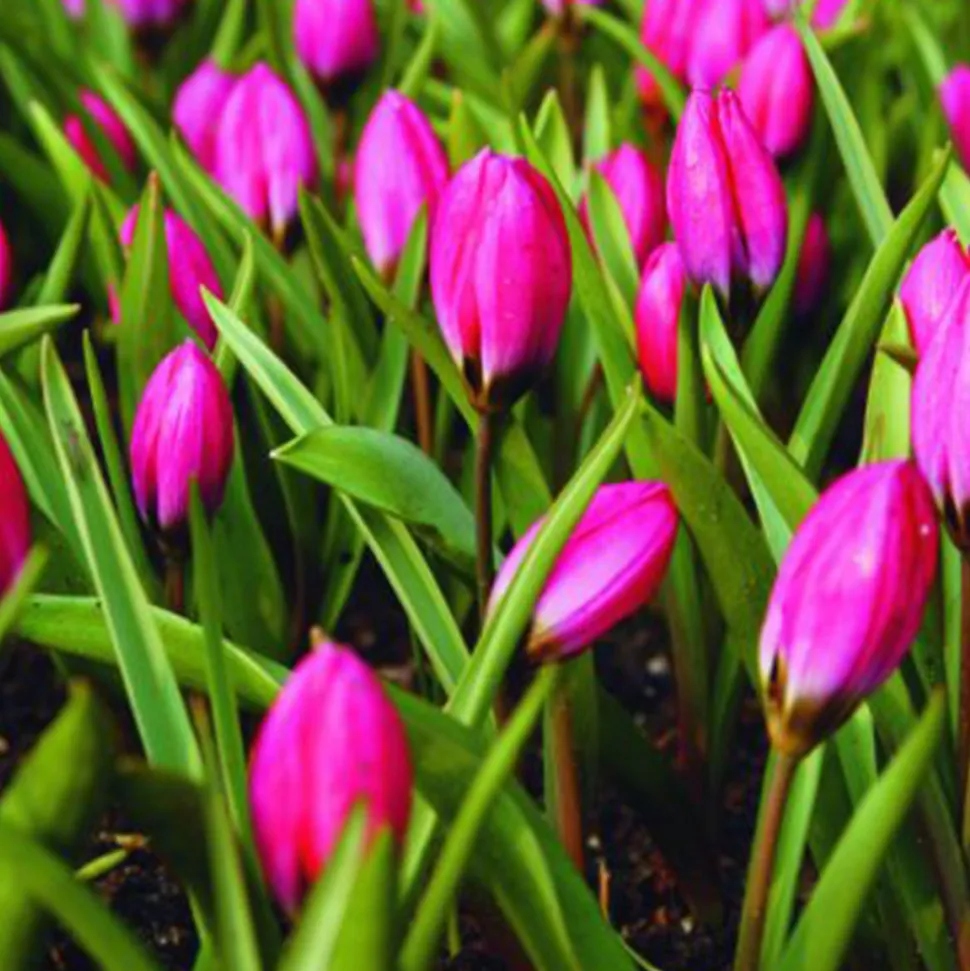 ARBORIX - 50 x tulipe pulchella violacea - bulbes à fleurs de printemps