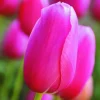 ARBORIX - 50 x tulipe renown - bulbes à fleurs de printemps