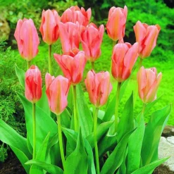 ARBORIX - 50 x tulipe rosy wings - bulbes à fleurs de printemps