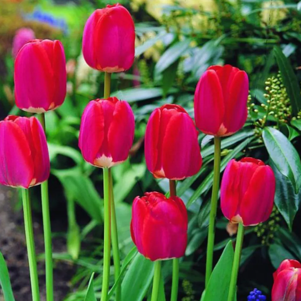 ARBORIX - 50 x tulipe spring song - bulbes à fleurs de printemps