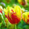 ARBORIX - 50 x tulipe texas flame - bulbes à fleurs de printemps