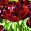 ARBORIX - 50 x tulipe uncle tom - bulbes à fleurs de printemps