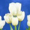 ARBORIX - 50 x tulipe weisse berliner - bulbes à fleurs de printemps