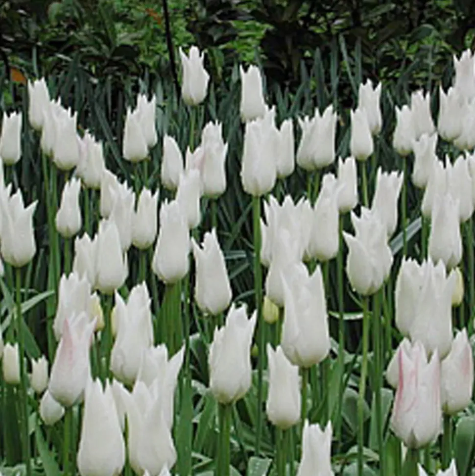 ARBORIX - 50 x tulipe white triumphator - bulbes à fleurs de printemps