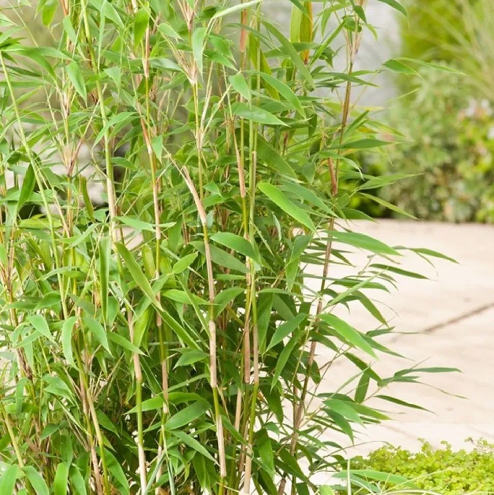 ARBORIX - Bambou parapluie 'jumbo' - fargesia murieliae 'jumbo' - 60- 80 cm pot