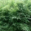 ARBORIX - Bambou parapluie 'bimbo' - fargesia murieliae 'bimbo' - 50- 60 cm pot