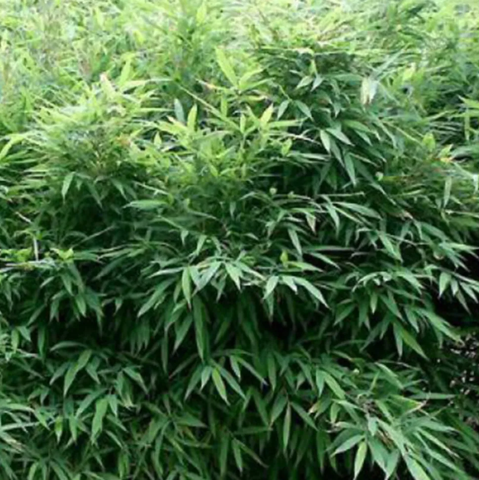 ARBORIX - Bambou parapluie 'bimbo' - fargesia murieliae 'bimbo' - 50- 60 cm pot