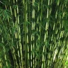 ARBORIX - Bambou 'pingwu' - fargesia robusta 'pingwu' - 60- 80 cm pot