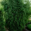 ARBORIX - Fargesia nitida 'great wall' - fargesia nitida 'great wall' - 60- 80 cm pot