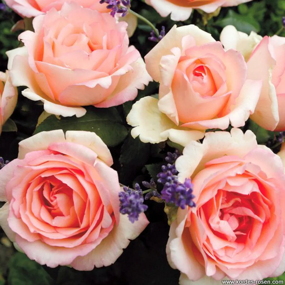 ARBORIX - Kordes eleganza® rosier - rosa 'souvenir de baden-baden'®