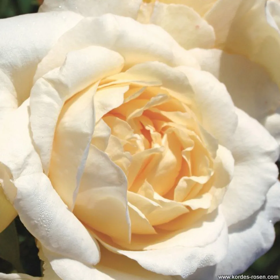 ARBORIX - Kordes eleganza® rosier - rosa 'la perla'®