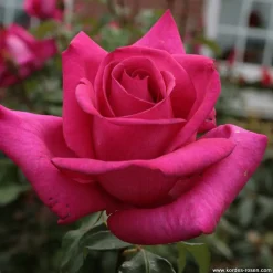 ARBORIX - Kordes eleganza® rosier - rosa 'parole'®