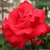 ARBORIX - Kordes eleganza® rosier - rosa 'grande amore'®