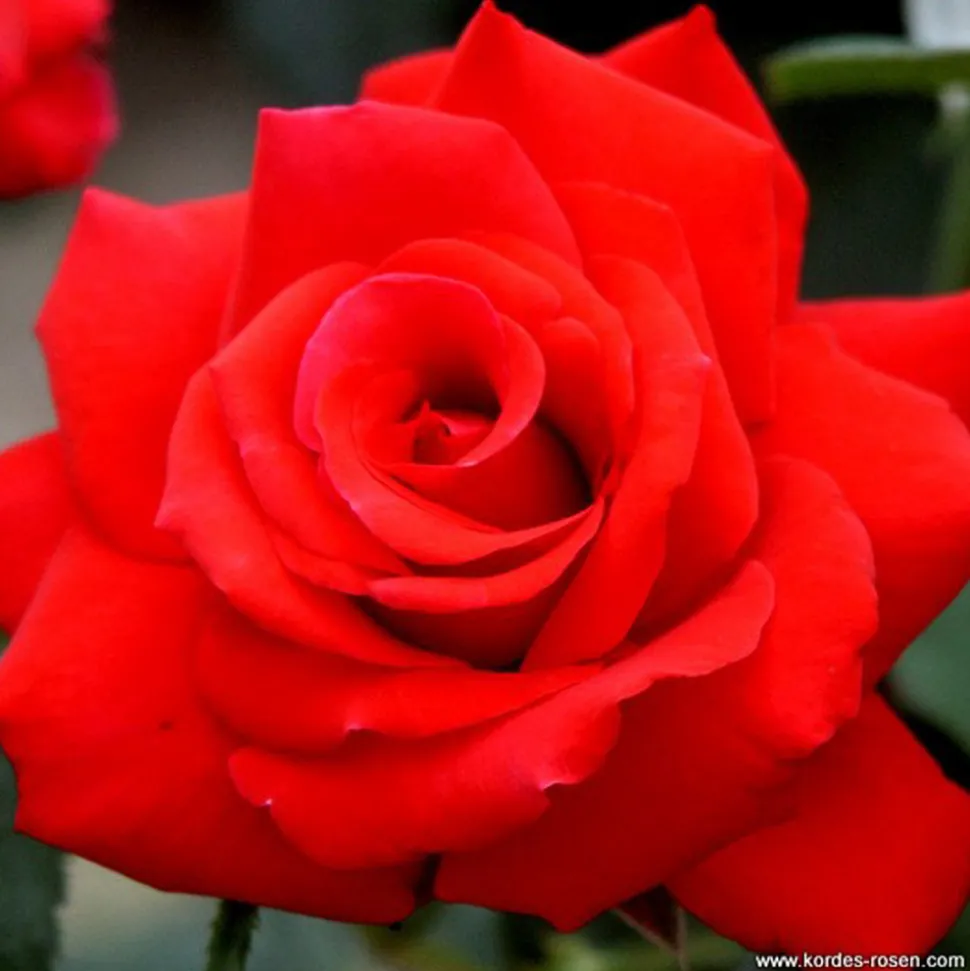 ARBORIX - Kordes eleganza® rosier - rosa 'grande amore'®