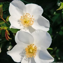 ARBORIX - Kordes nectar rosier - rosa 'escimo'