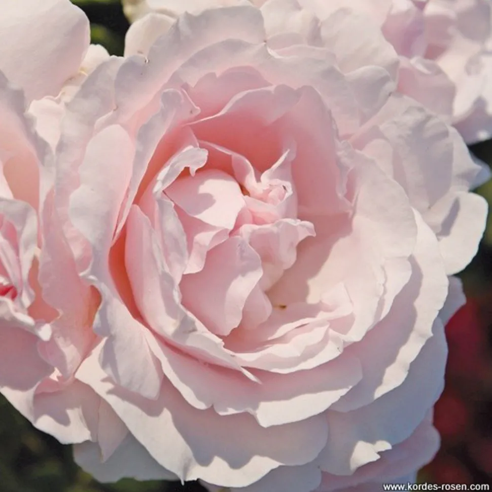 ARBORIX - Kordes parfuma® rosier - rosa 'constance mozart'®