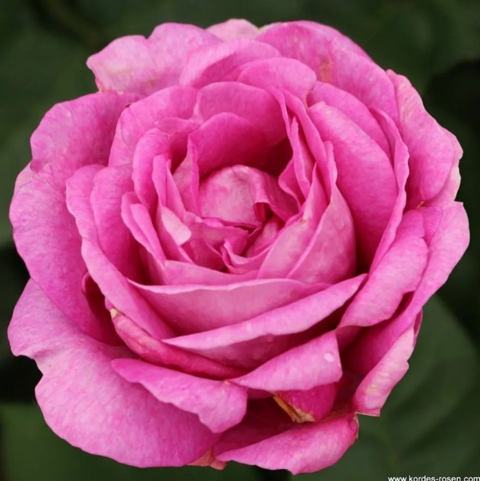 ARBORIX - Kordes parfuma® rosier - rosa 'carmen wurth'®