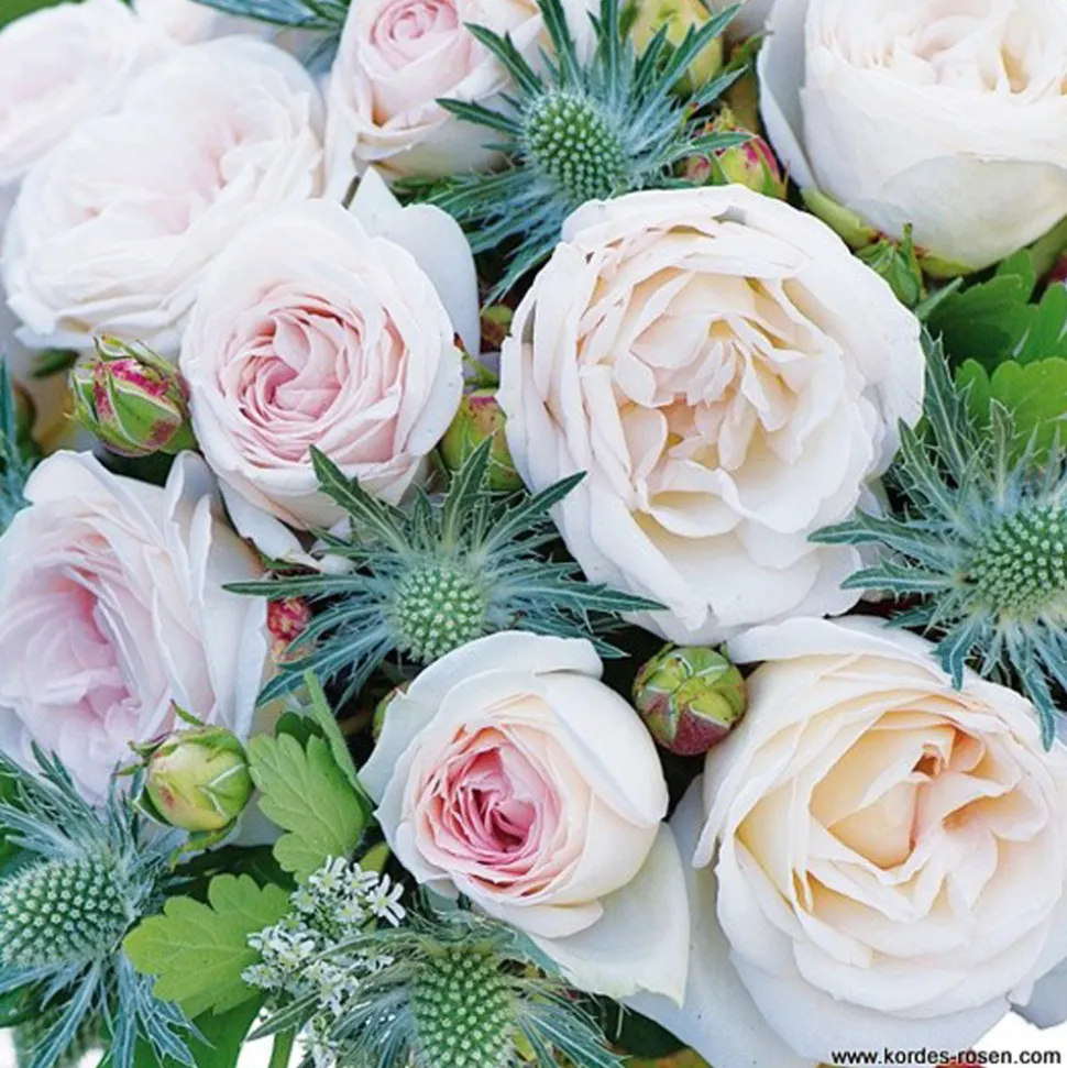 ARBORIX - Kordes parfuma® rosier - rosa 'madame anisette'®