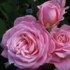 ARBORIX - Kordes parfuma® rosier - rosa 'rosengräfin marie henriëtte'®