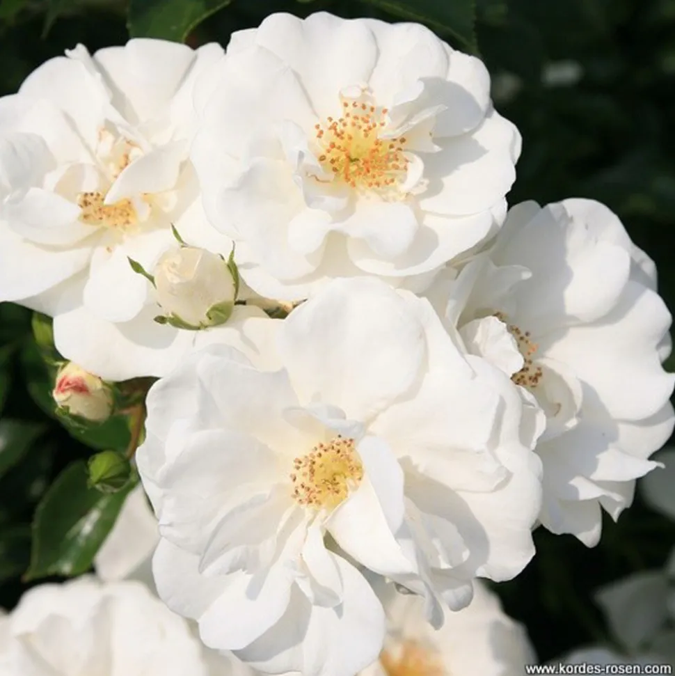 ARBORIX - Kordes rigo-rosier - rosa 'innocencia'®