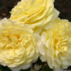 ARBORIX - Kordes rigo-rosier - rosa 'solero'®
