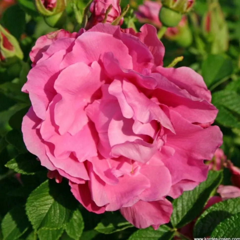 ARBORIX - Kordes-rugosa - rosa 'romantic roadrunner'®