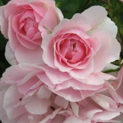 ARBORIX - Rosier couvre-sol - rosa 'bonica'®