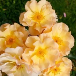 ARBORIX - Rosier couvre-sol - rosa 'amber sun'