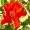 ARBORIX - Rosier couvre-sol - rosa 'apache'
