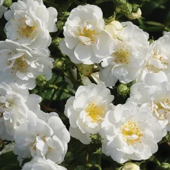 ARBORIX - Rosier grimpante - rosa 'guirlande d'amour'