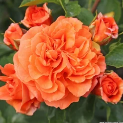 ARBORIX - Rosier kordes - rosa 'orangerie'®
